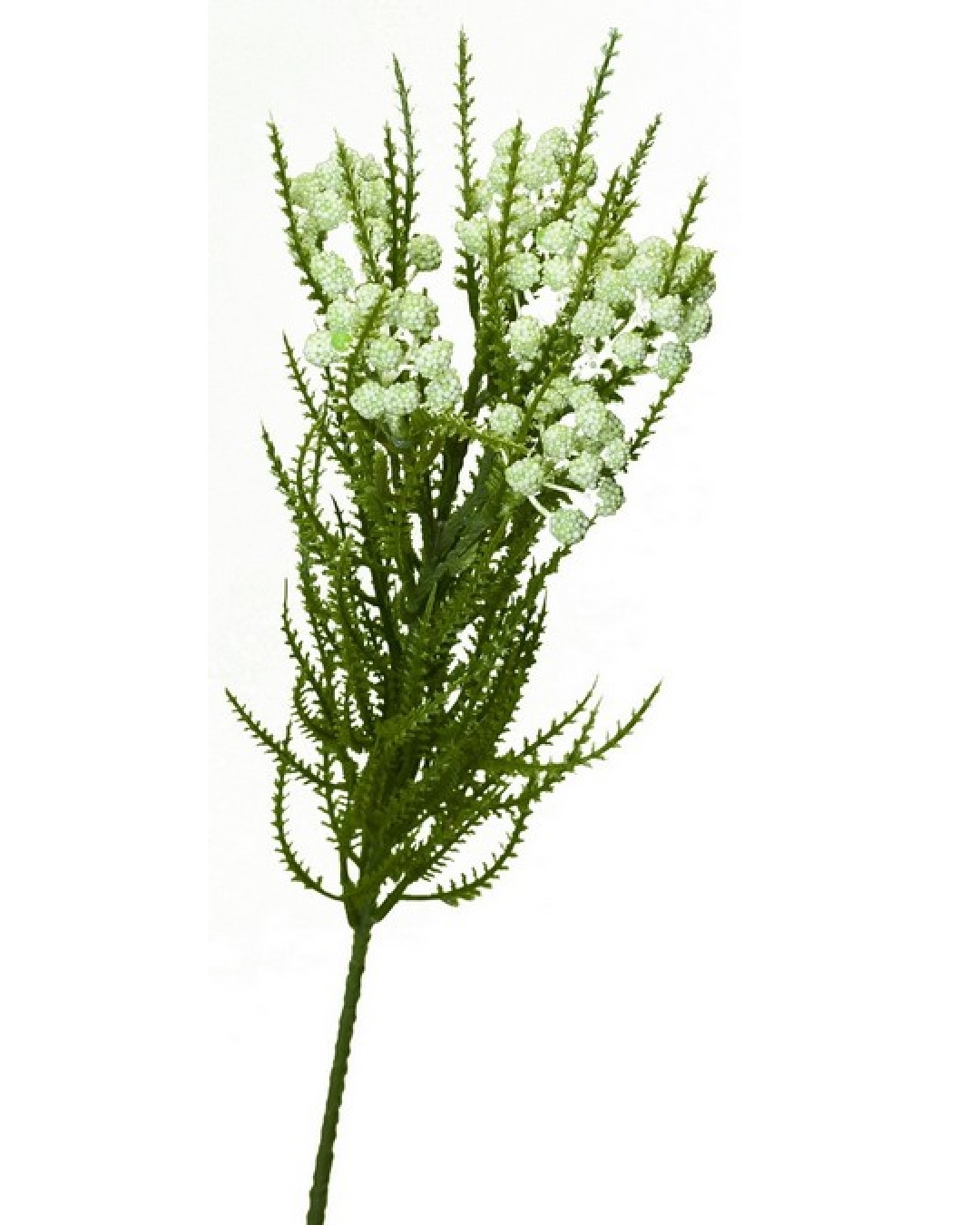 Achillea spray