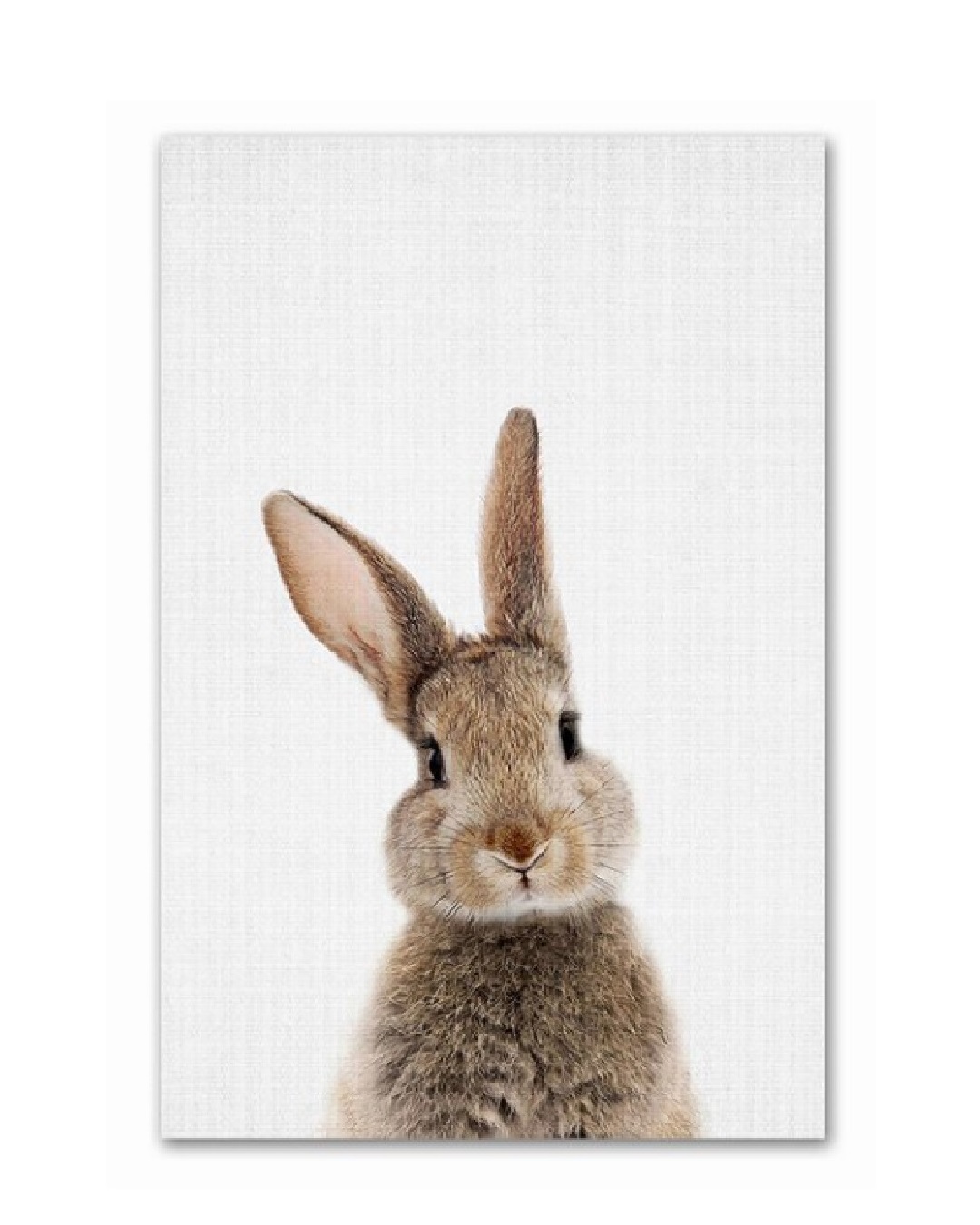 Bunny face print