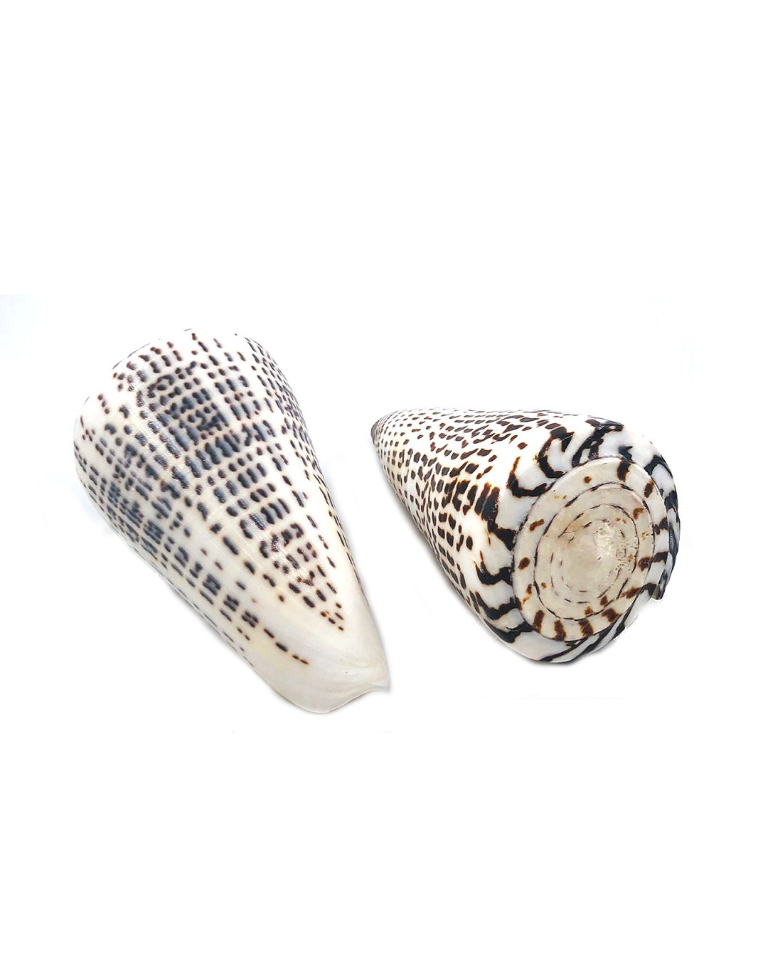 Cone shell