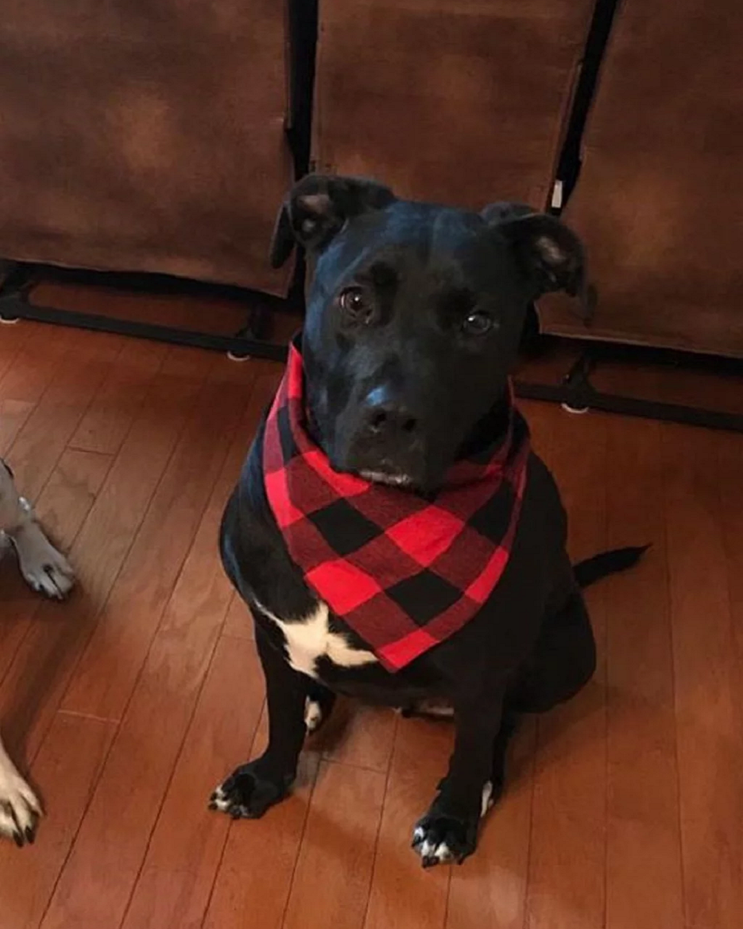 dog with red bandana around neck