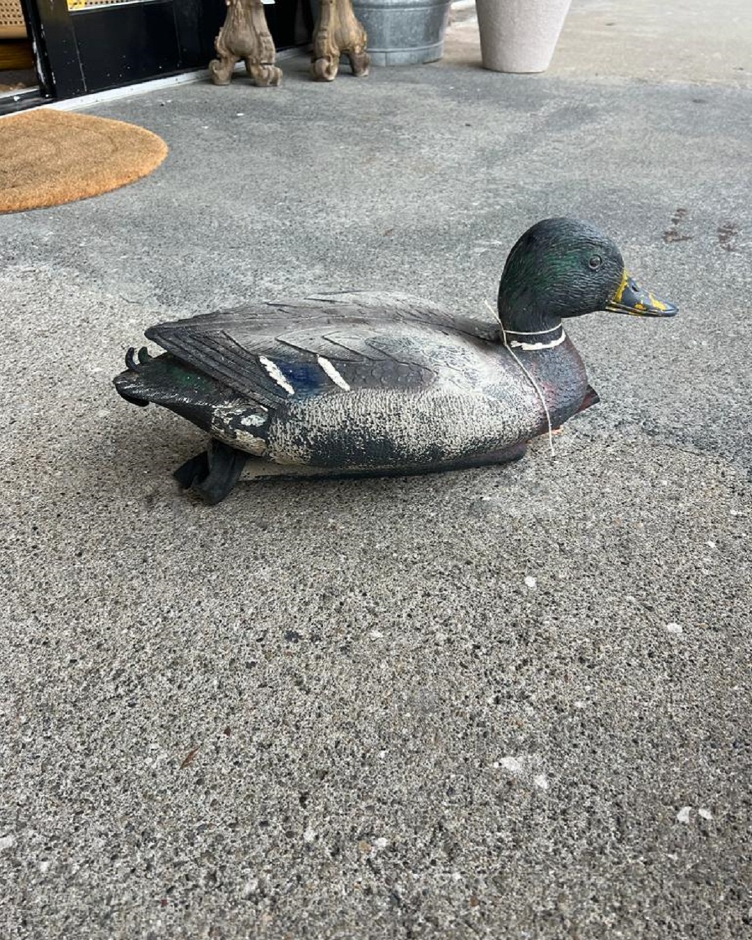 Duck