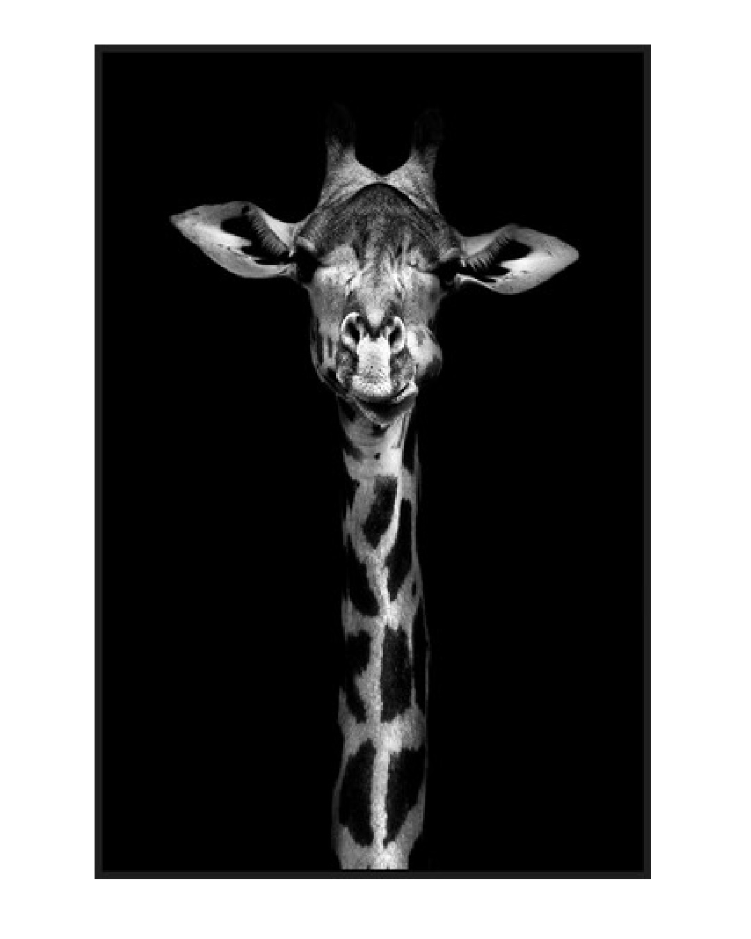 Giraffe canvas print