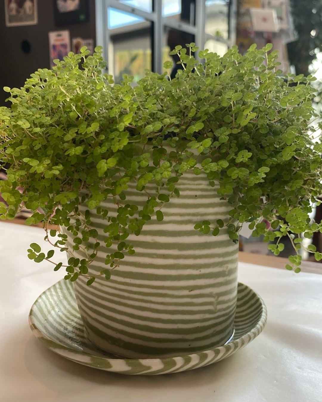 Green striped planter with saucer on table