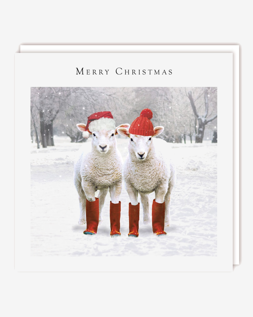 Merry Christmas sheep card