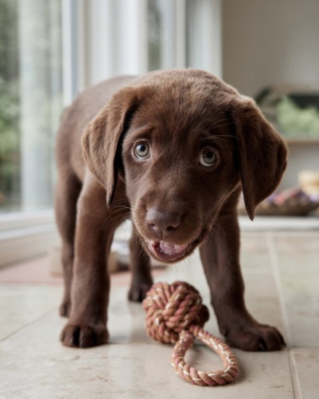 chocolate lab dog with caramel knot rope toy