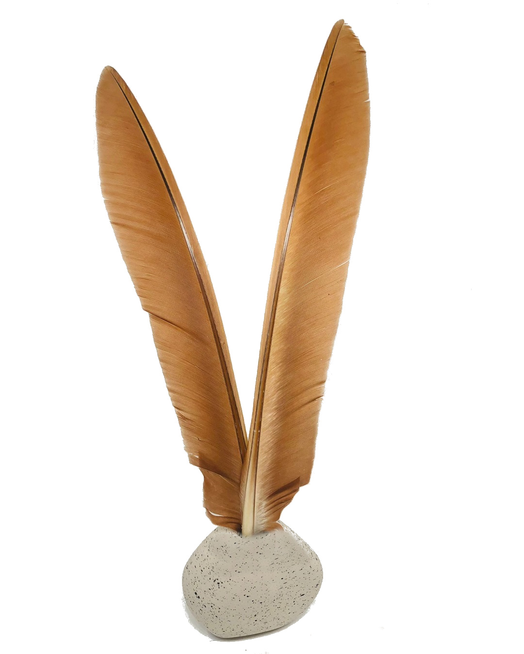 Peacock Primary Wing Feathers