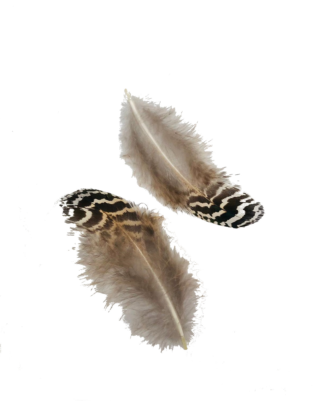 Peacock plumage feathers