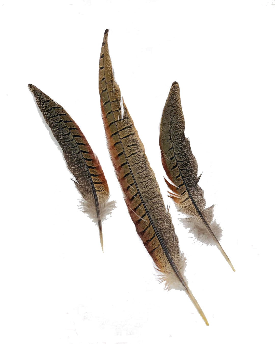 Pheasant Tail Feather Large