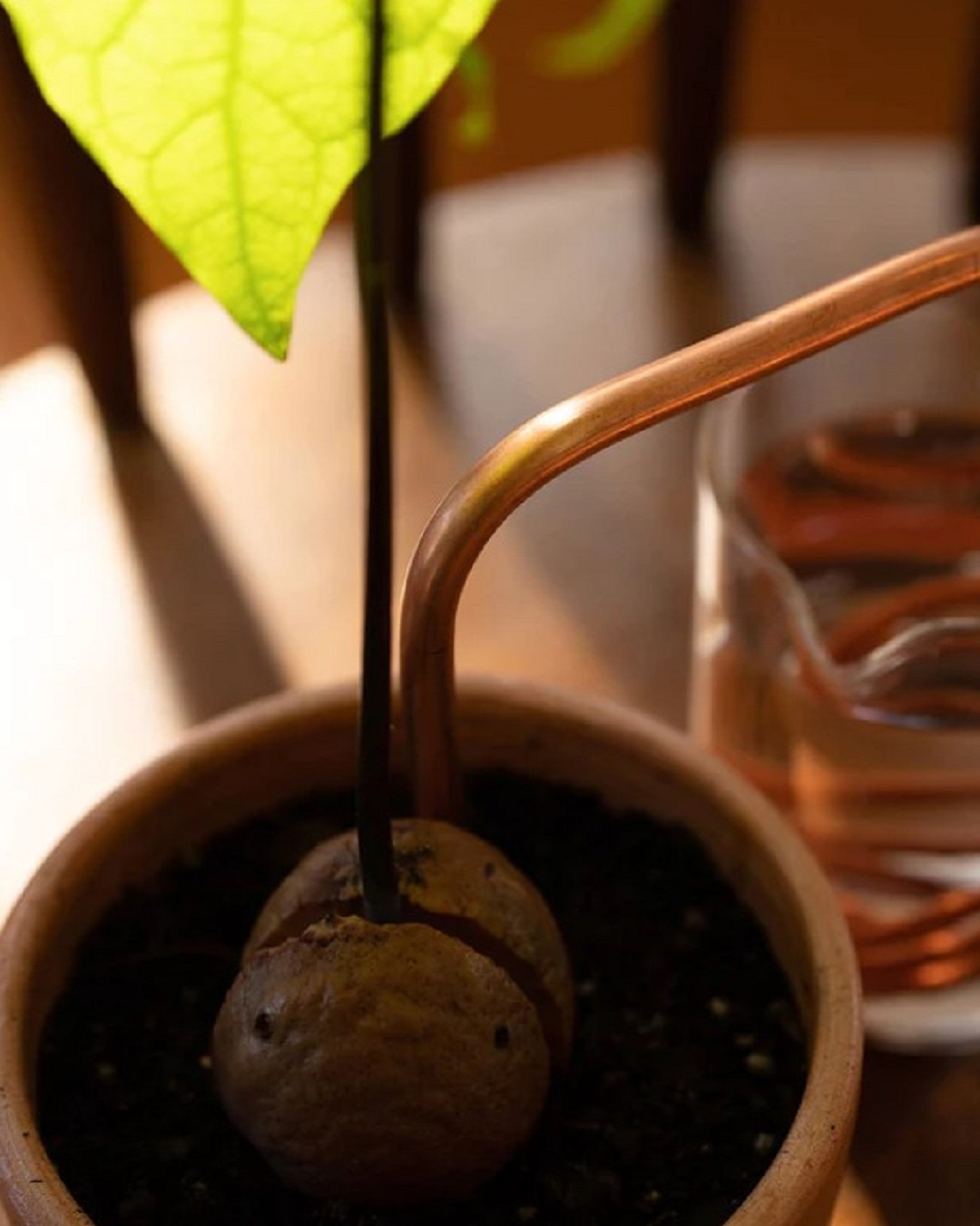 Plant Wick Stick