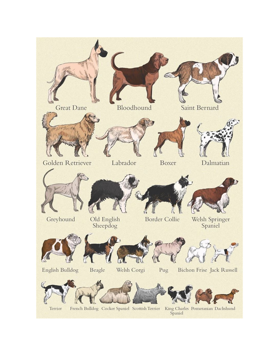 Popular dog breed card