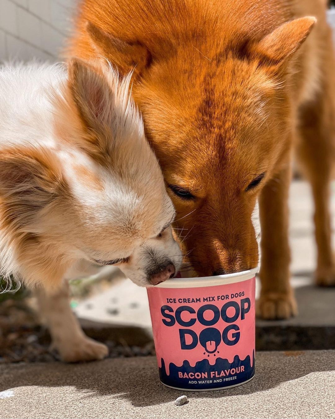 Dogs eating ice cream