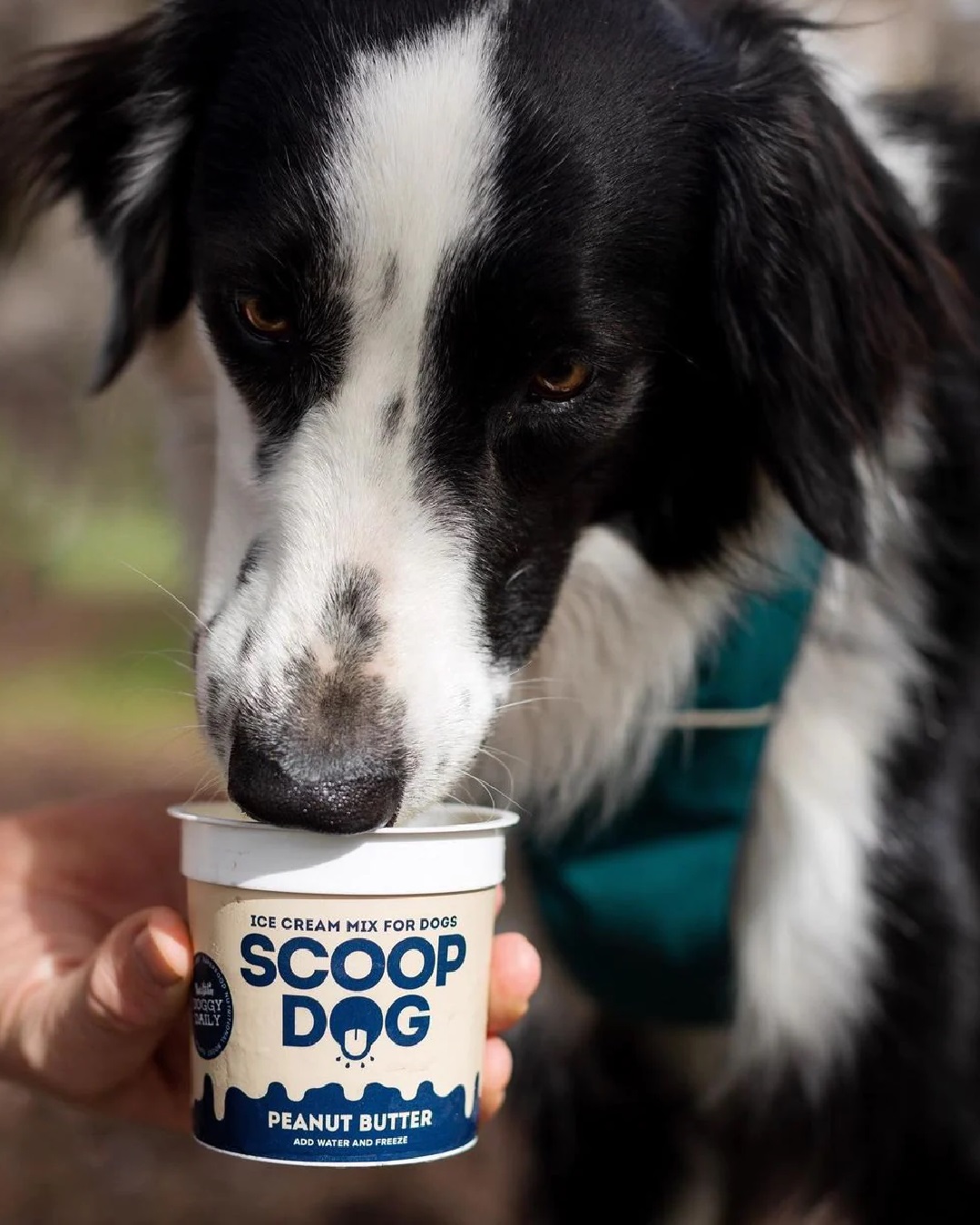 Dog eating ice cream