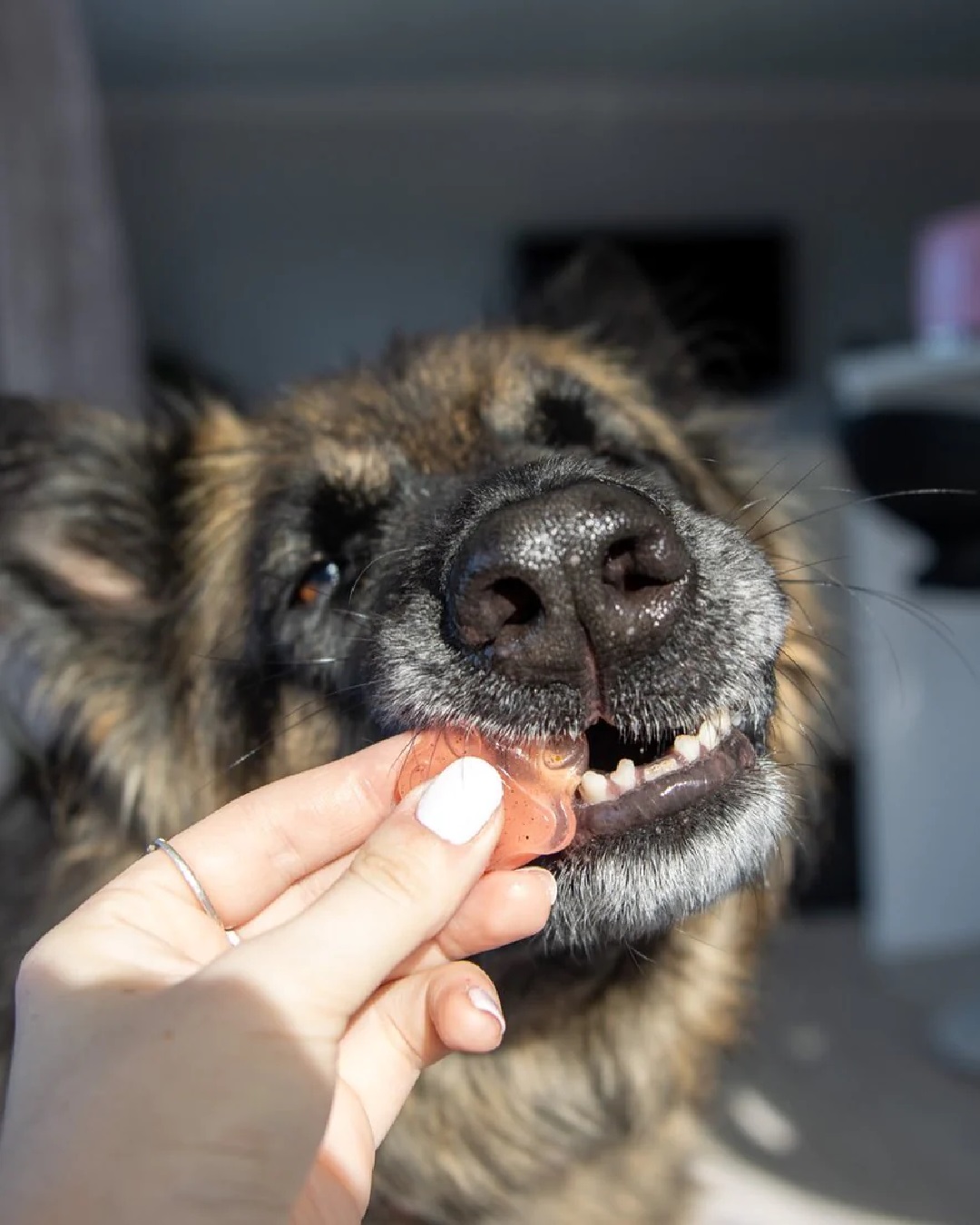 Dog eating jelly