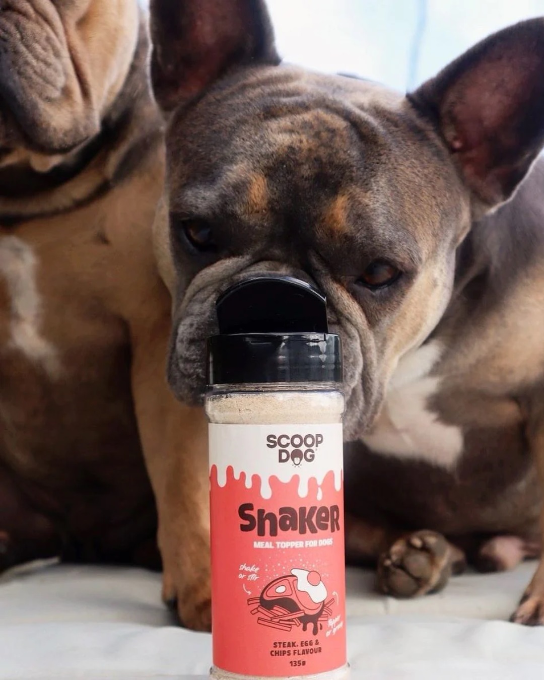 Dog sniffing dog food shaker