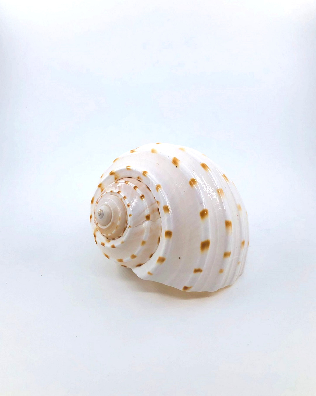 Tonna shell