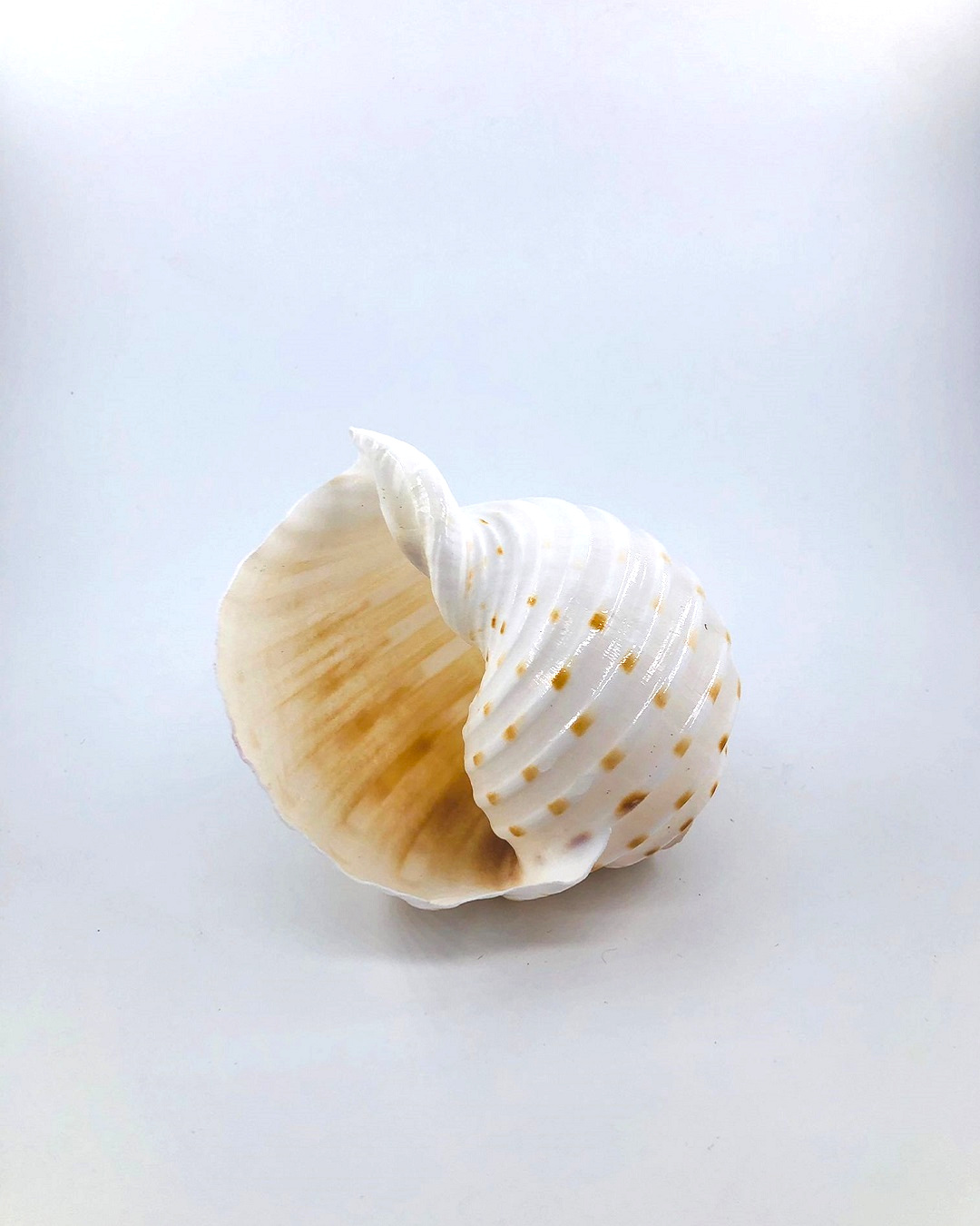 Tonna shell