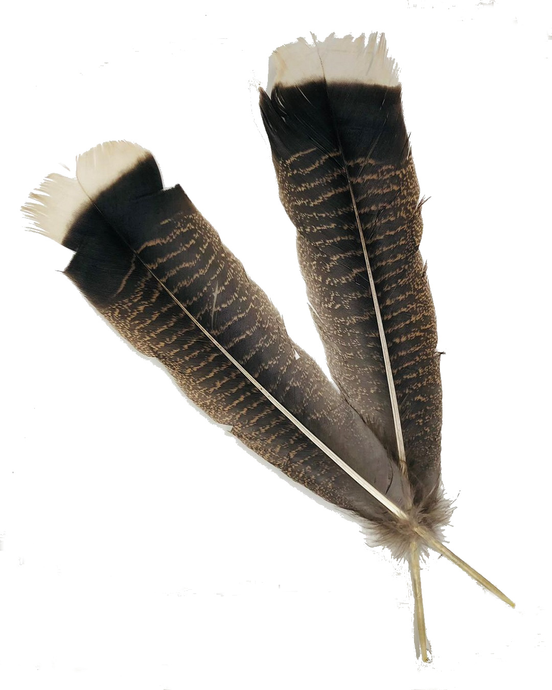 Turkey Feather
