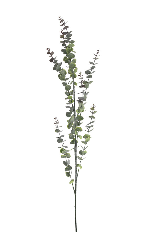Eucalyptus Spray