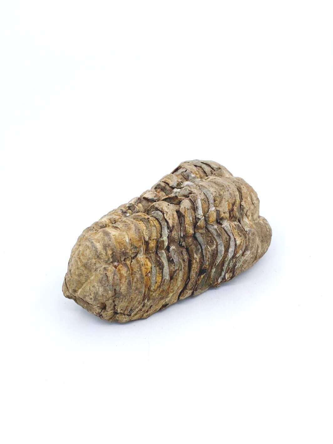 Trilobite Fossil