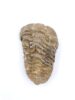 Trilobite Fossil