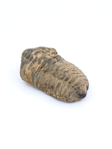 Trilobite Fossil