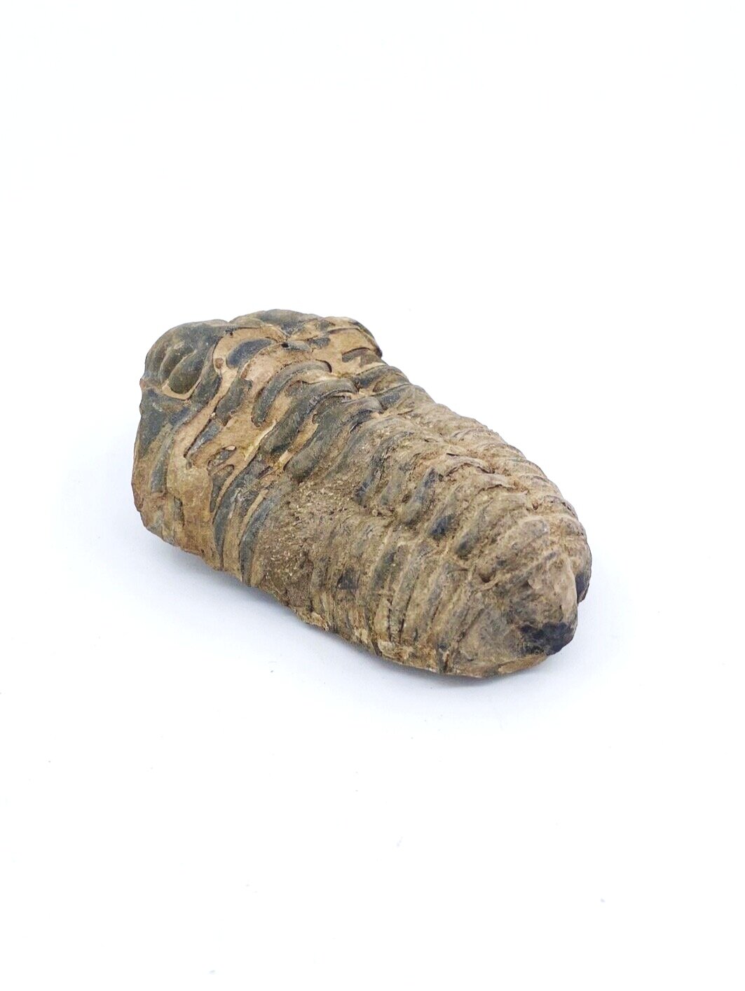 Trilobite Fossil