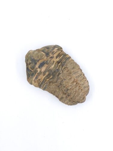 Trilobite Fossil