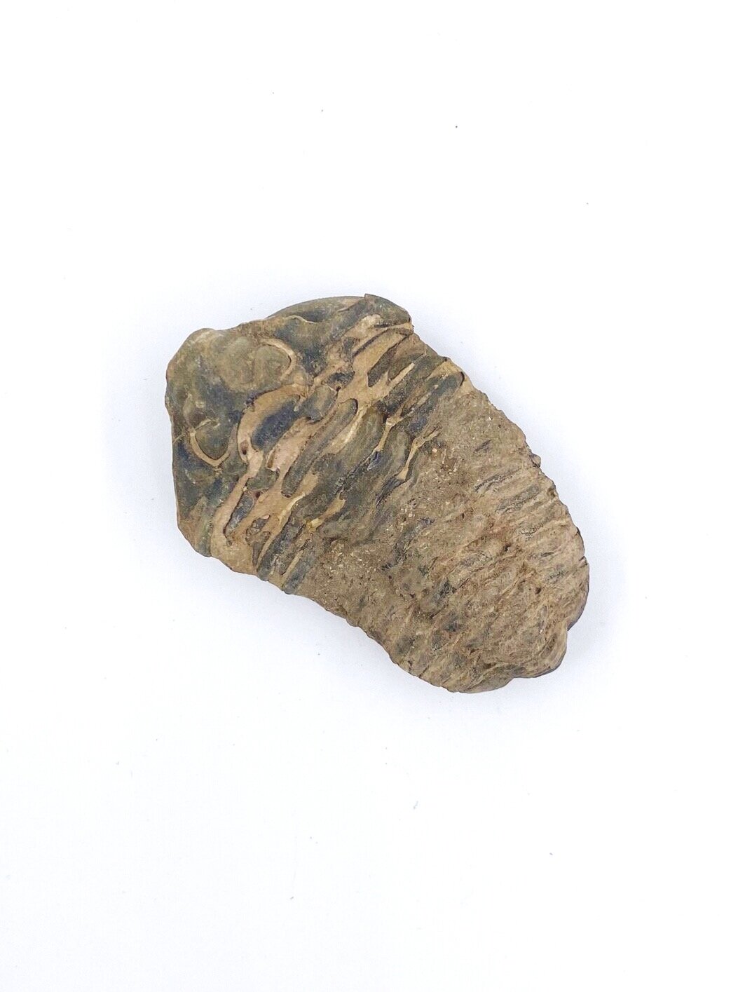 Trilobite Fossil