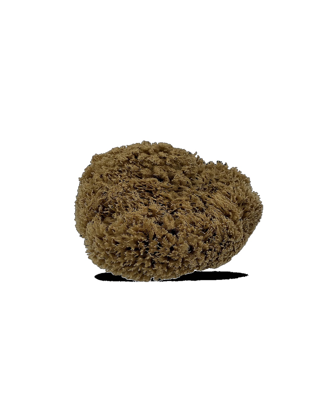 Natural Mediterranean Sea Sponge